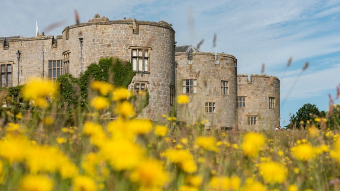 Close-up of Autumn Hawkbit with the castle in the background at Chirk Castle, Wrexham